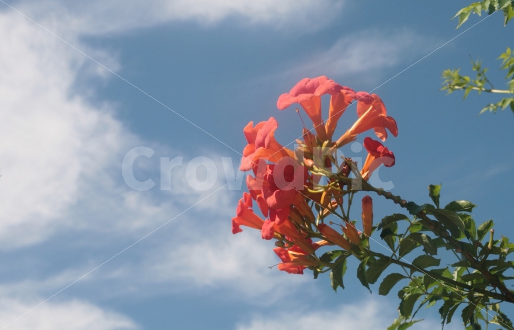 꽃,하늘,구름,풍경,색감,감성사진,일상,배경,식물,자연,plants,nature,꽃,flower