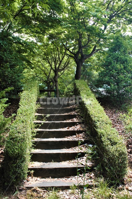 계단,나무계단,공원,나무,숲,park,step,wooden,녹색,green,refresh,여름,summer,wood,tree,forest,silent,calm,고요,정적,조용,힐링,healing