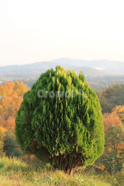 tree,나무,plant,식물,conifer,구과식물,자연,식물,자연,plants,nature