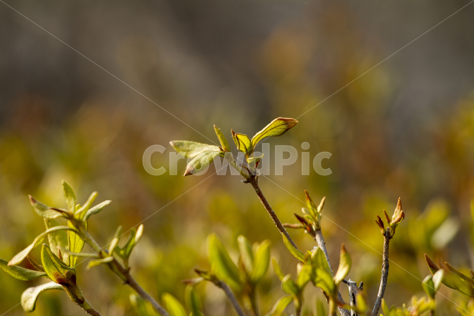 봄,봄배경,식물,새싹,자연,야외,낮,오전,근접촬영,사람없는,녹색,Spring,springbackground,plant,shoots,leaves,nature,outdoors,day,morning,proximityshot,deserted,green,봄,계절,spring,season,식물,자연,plants,nature