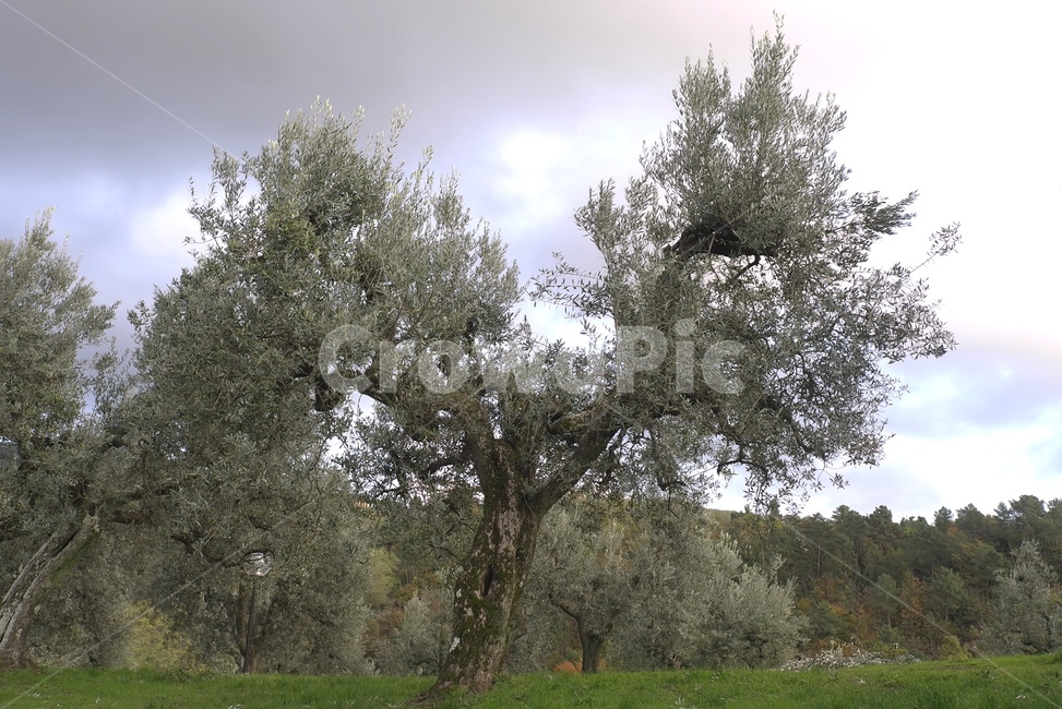 올리브나무,올리브,빈치마을올리브,이태리올리브,토스카나올리브나무,나무,tree,식물,자연,plants,nature,나무,trees,wood