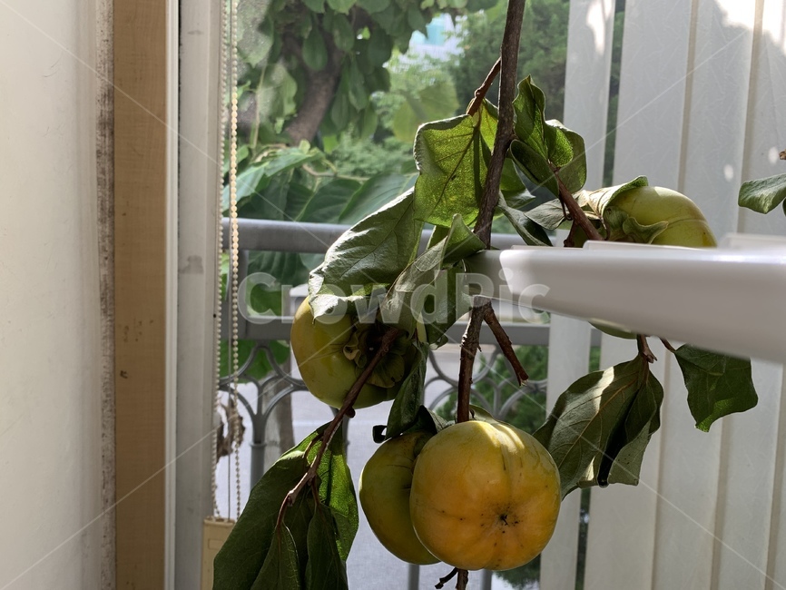 감,단감,가을,과일,제철과일,가을과일,fruit,과일,열매,fruit