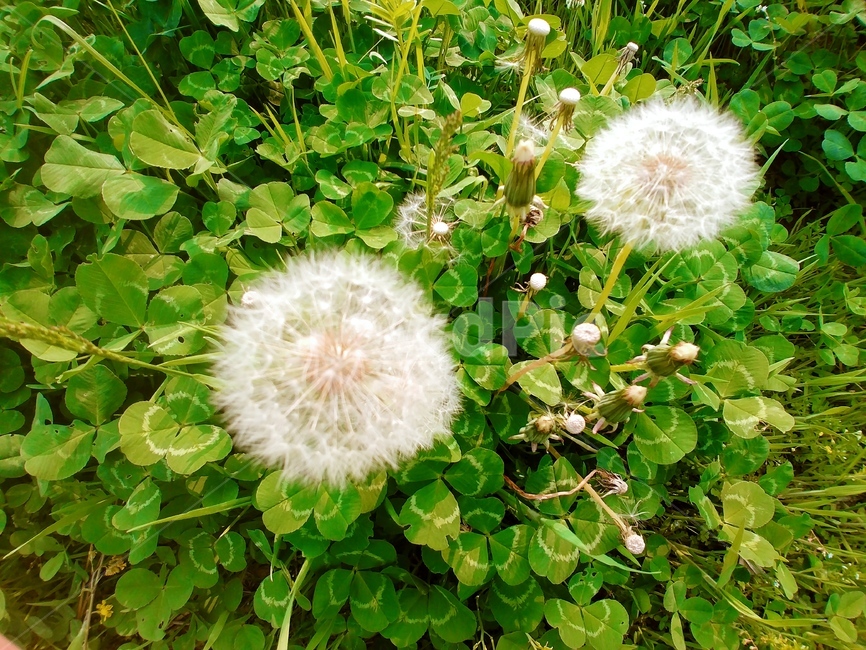 하얀민들레,민들레,식물,꽃,홀씨