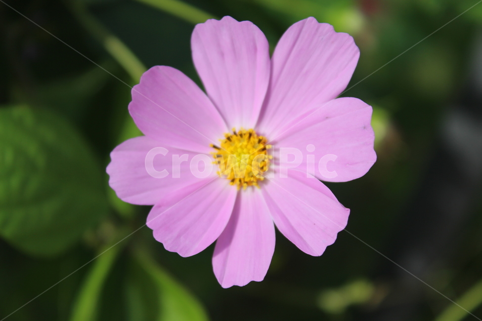 plant,식물,꽃,코스모스,flower,가을,계절,fall,autumn,season,식물,자연,plants,nature,꽃,flower
