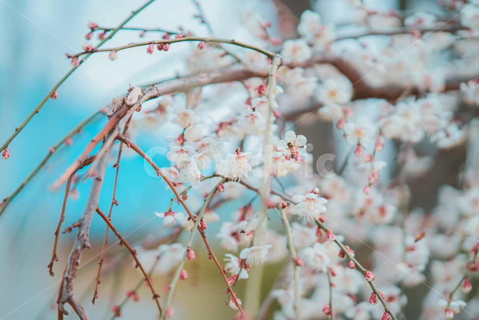 꽃,홍매화,매화,매화꽃,분홍꽃,봄,계절,spring,season,식물,자연,plants,nature,꽃,flower,감성,sensible,feeling,plant