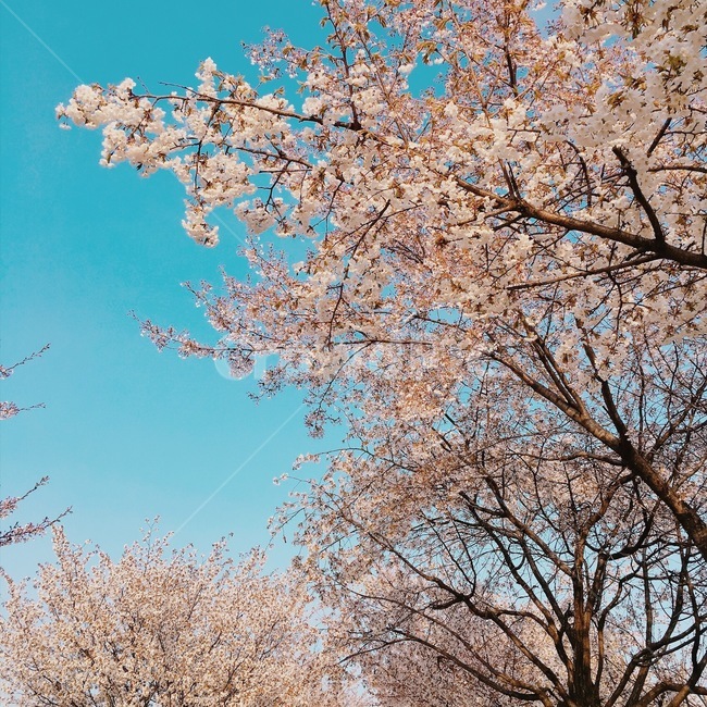 꽃,자연풍경,벚꽃,봄,감성사진,flower,spring,색감,봄,계절,spring,season,자연,풍경,nature,landscape,plant,식물,blossom,cherry blossom