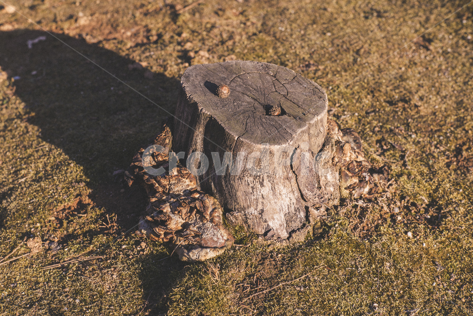 자연,나무,도토리,잔디,해질녘,배경,백그라운드,필름,필름느낌,감성,나무,trees,wood