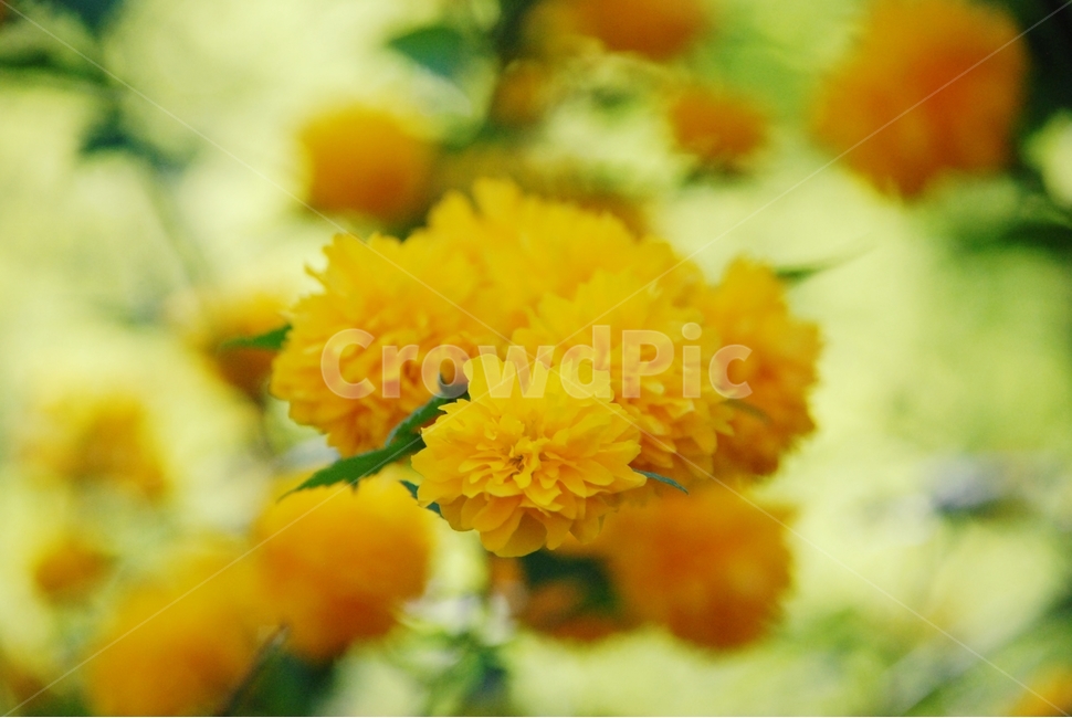 꽃,봄,식물,자연,노란꽃,봄,계절,spring,season,식물,자연,plants,nature,꽃,flower,감성,sensible,feeling,plant,blossom