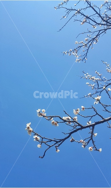 봄,spring,매화,꽃,flower,봄,계절,spring,season,식물,자연,plants,nature,꽃,flower,plant
