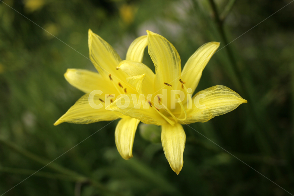 노랑원추리,식물,flower,plants,nature,꽃,꽃봉오리,식물,자연,plants,nature,꽃,flower