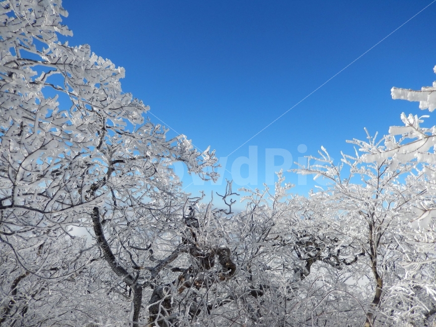 소백산,눈꽃풍경,상고대,겨울풍경,국립공원,겨울동화,힐링,감성,아름다움,뷰티풀,설국,눈풍경,파란하늘,100대명산,겨울명산,설경,서리꽃,영동,snow,landscape,눈,화이트,자연,신비로운,경이로운,천상,비경,치유,산,명산,겨울,계절,winter,season,식물,자연,plants,nature,나무,trees,wood