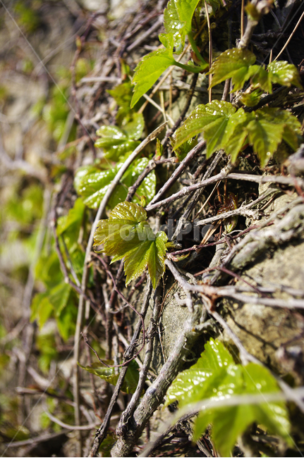 연두색,초록,돌,넝쿨,새잎,잎,식물,plant,자연,nature,식물,자연,plants,nature