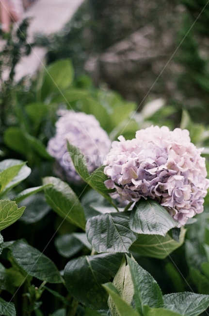 꽃,보라색,수국,꽃송이,나무,flower