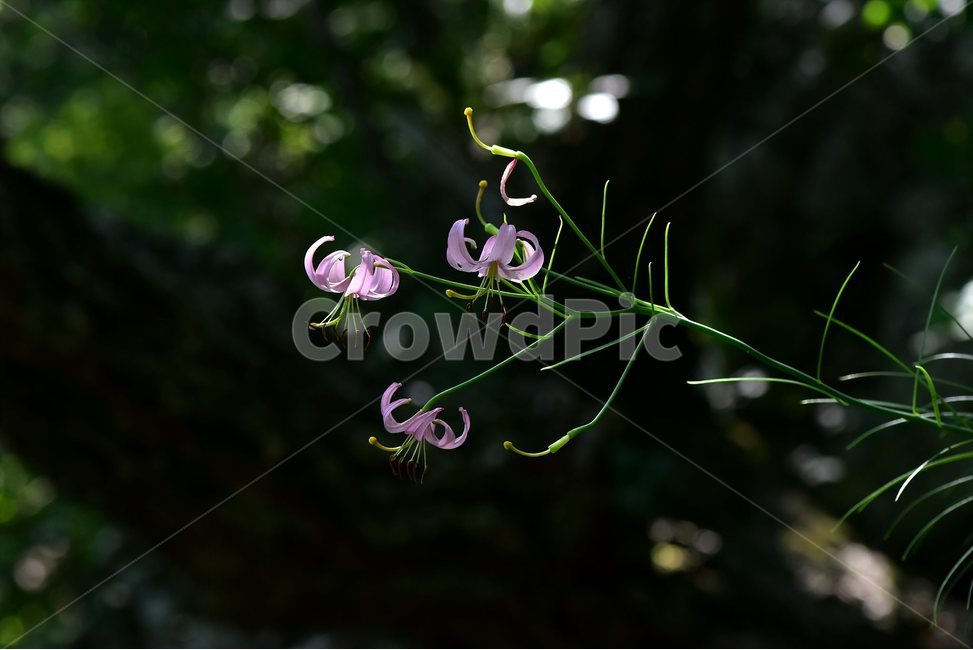 솔나리,야생화,식물,꽃,자연,여름,생태,힐링,플라워,wildflower,flower,plants,nature,season,감성,느낌,emotion,feeling,백합목,백합과,백합속,분홍색,여러해살이풀,식물,자연,plants,nature,꽃,flower
