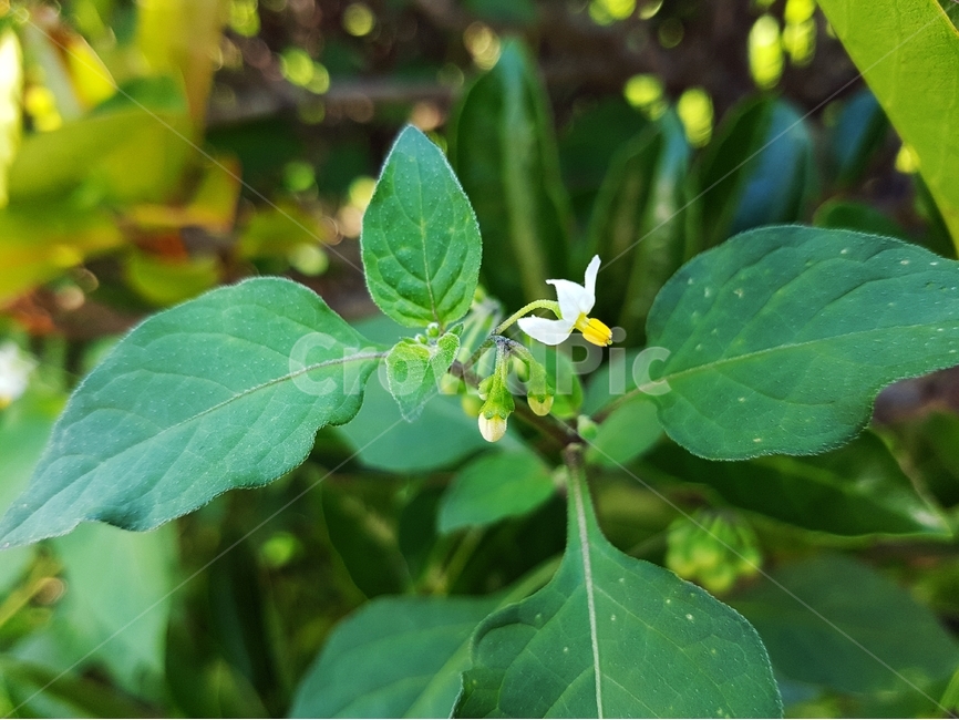 까마중,꽃,까마중꽃,하얀꽃,잡초,식물,식물,자연,plants,nature,꽃,flower