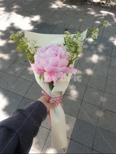 plant,식물,human,인간,person,사람,flower,flowerarrangement,꽃꽂이,꽃,blossom,flowerbouquet,꽃,flower