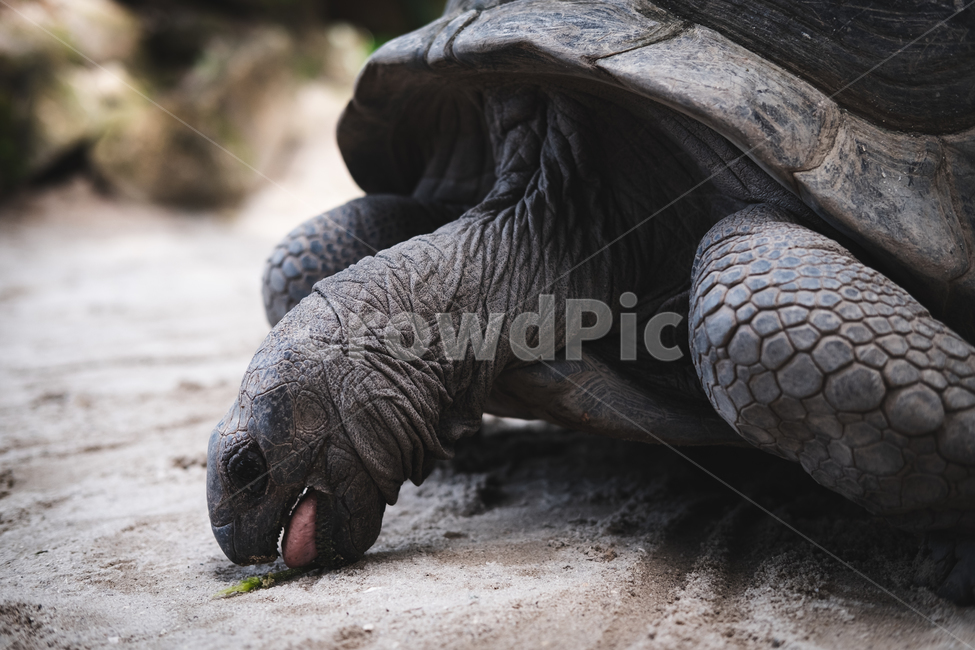 육지거북,거북이,셰이샐,마헤섬,seychelles,동물,animal,파충류,양서류,reptile,amphibian