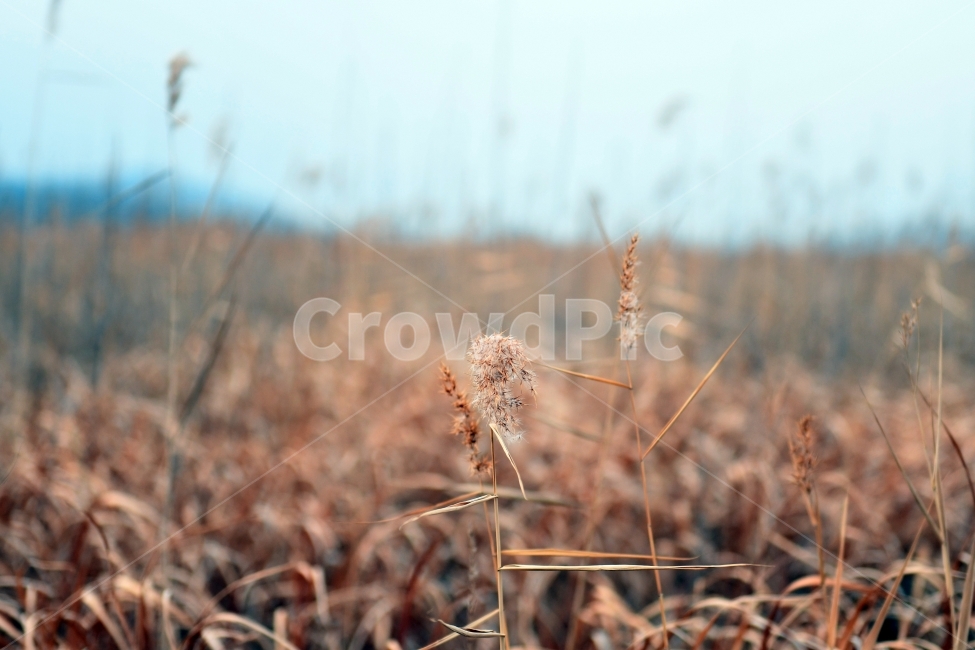 갈대,갈대밭,우음도,겨울갈대,길,풍경,강아지풀,겨울,계절,winter,season,식물,자연,plants,nature,감성,sensible,feeling