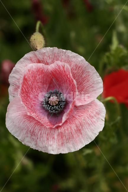 plant,식물,geranium,꽃,flower,양귀비꽃