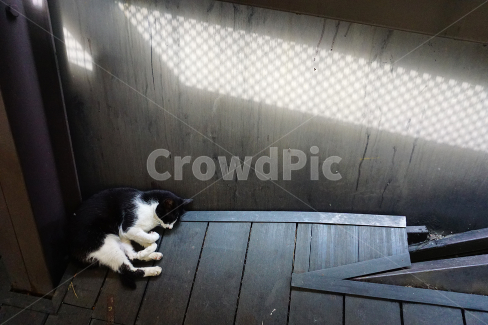 고양이,바닥,낮잠,cat,애완동물,동물,pet