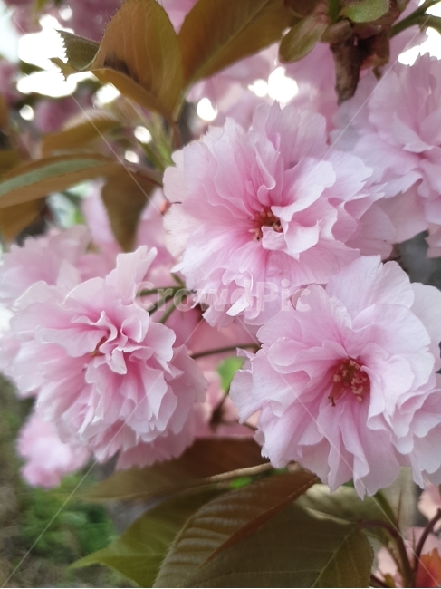 꽃,flower,벚꽃,blossom,식물,봄,계절,spring,season,식물,자연,plants,nature,꽃,flower,plant