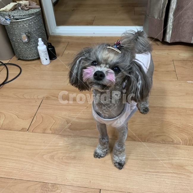 강아지,재앙,댕댕이,귀여미,사랑,동물,animal,포유류,mammal,개,강아지,dog,doggy