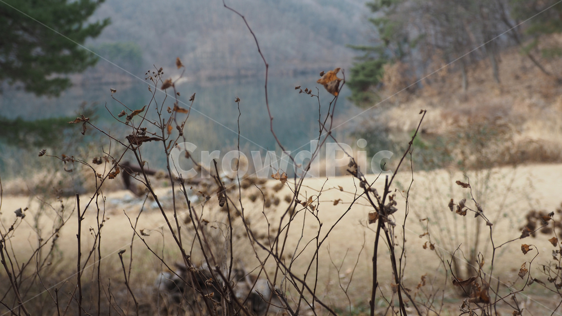 야생화,식물,야외,wildflower,plant,outdoor