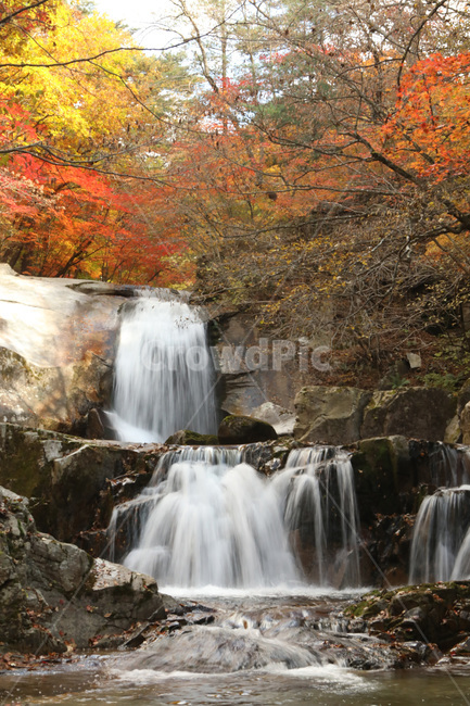폭포,나무,경치,자연,물,단풍,가을,계절,fall,autumn,season,자연,풍경,nature,landscape,식물,plants,water,outdoors,옥외,river,강,waterfall