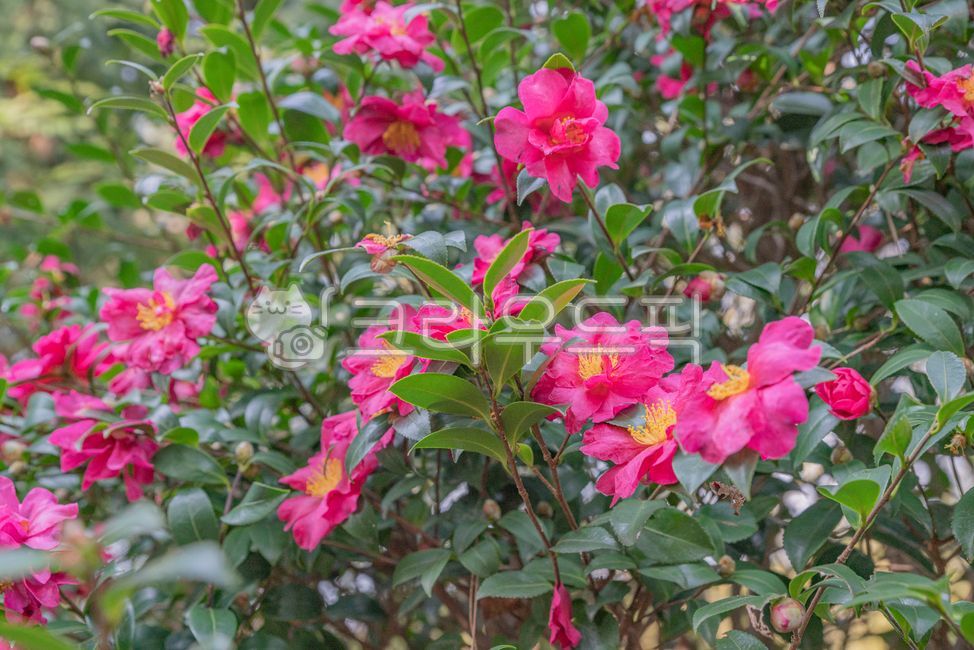 winter flowers,blossom,anemone,flower tree,winter,leaf,flower,Red,red,petal,camellia flower,plant,rose,Blossom,camellia