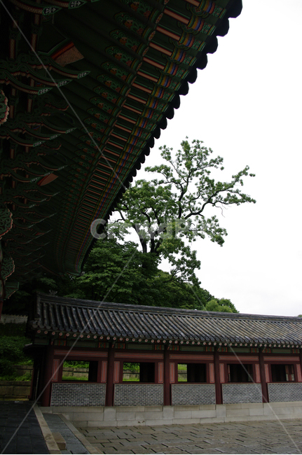 창덕궁,고궁,한옥,전통가옥,기와지붕,건축,traditional,한국전통,한국문화,korean traditional,korean culture,랜드마크,landmark,tourist attraction,한국랜드마크,한국관광지,한국명소,korea landmark,korea tourist attraction,건축물,건물외관,exterior,building,structure,architecture,construction