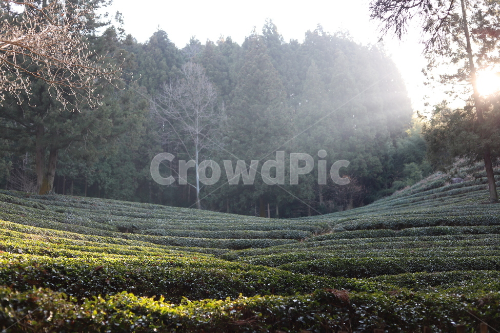 보성녹차밭,녹차,greentea,greenteaplantaion,outdoors,옥외,nature,자연,햇살,농업,농사,agriculture,farming,farming industry