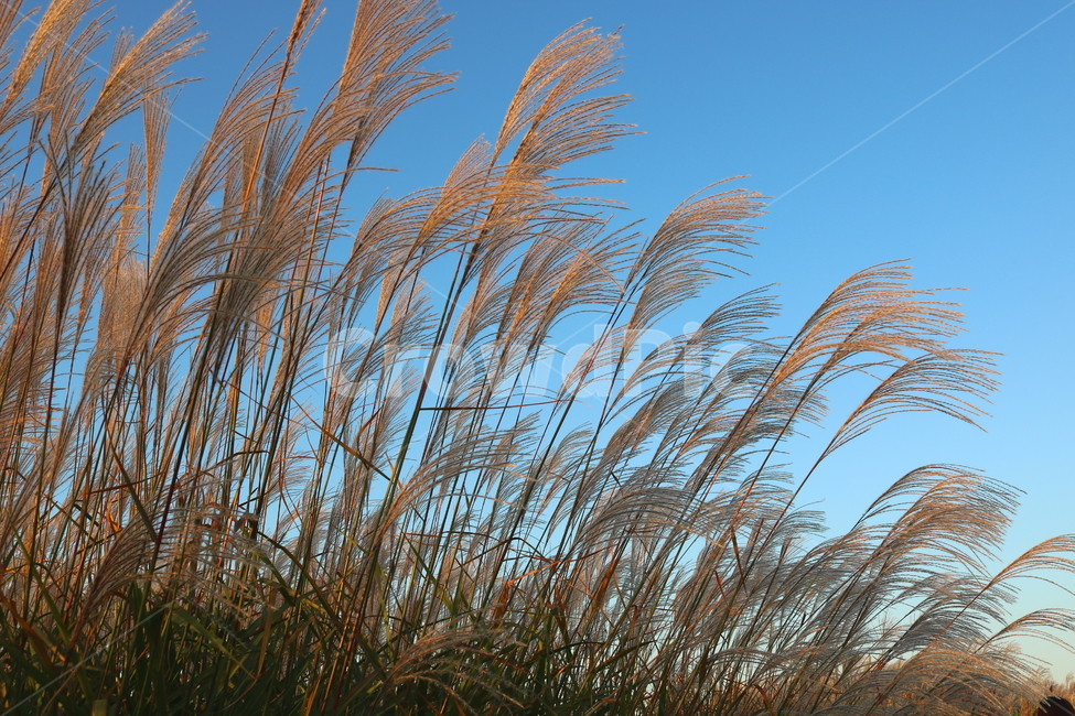 억새,억새풀,식물,자연,가을,벼과,가을,계절,fall,autumn,season,grass,잔디,plant,lawn,reed,갈대