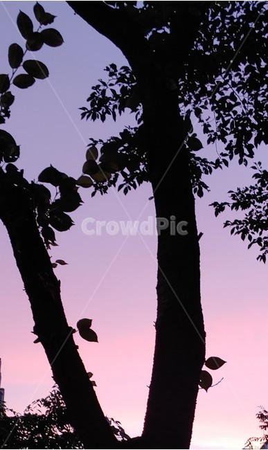 silhouette,실루엣,tree,나무,plant,하늘,노을,보라색하늘,보라색,예쁜노을,오후,저녁하늘,저녁노을,하늘색,실루엣,그림자,silhouette,shadow