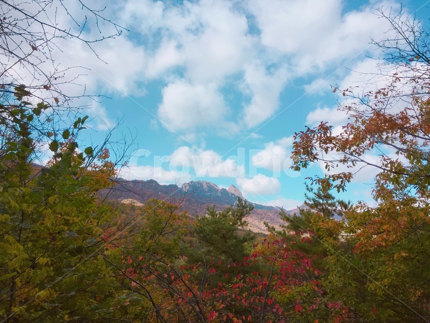 북한산,가을,낙엽,하늘,산,구름,가을하늘,단풍나무,nature,tree,plant,outdoor,등산,식물자연,나무