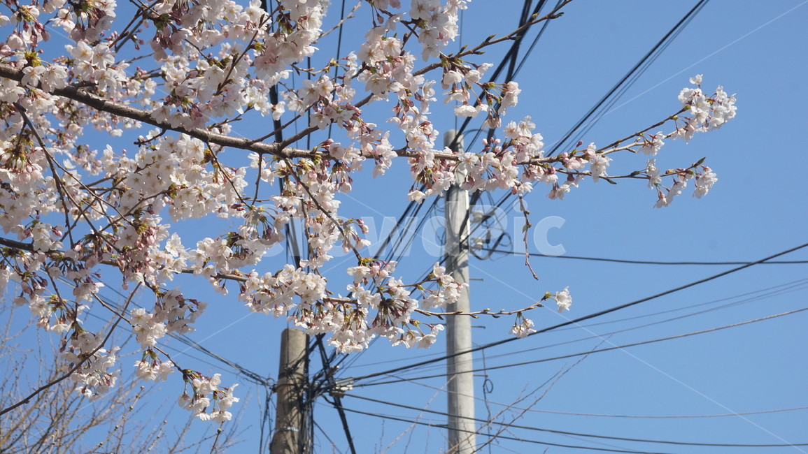 봄,벚꽃,봄꽃,spring,blossom,cherryblossom,하늘,봄하늘,sky,season,flower,봄,계절,spring,season,plant,식물