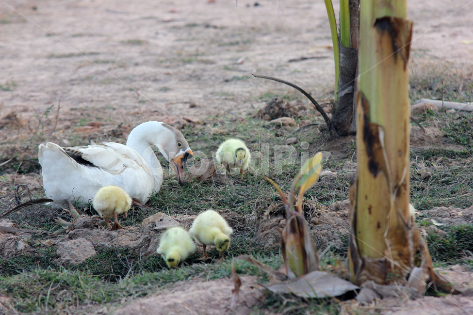 오리,가족,캄보디아,duck,cambodia,family,animal,동물,bird,새,동물,animal,조류,새,birds