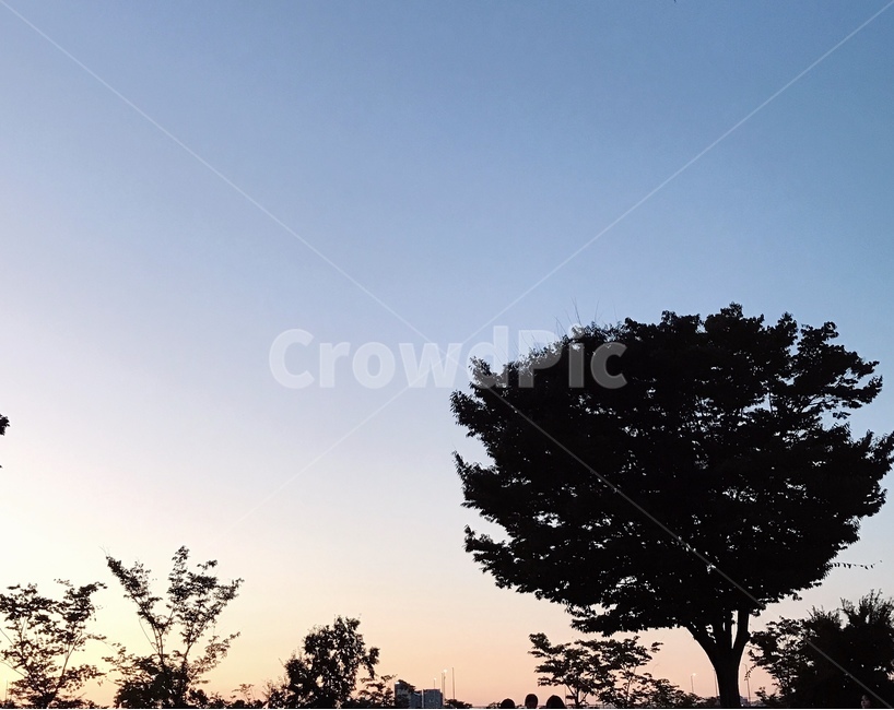 nature,outdoors,옥외,자연,나무