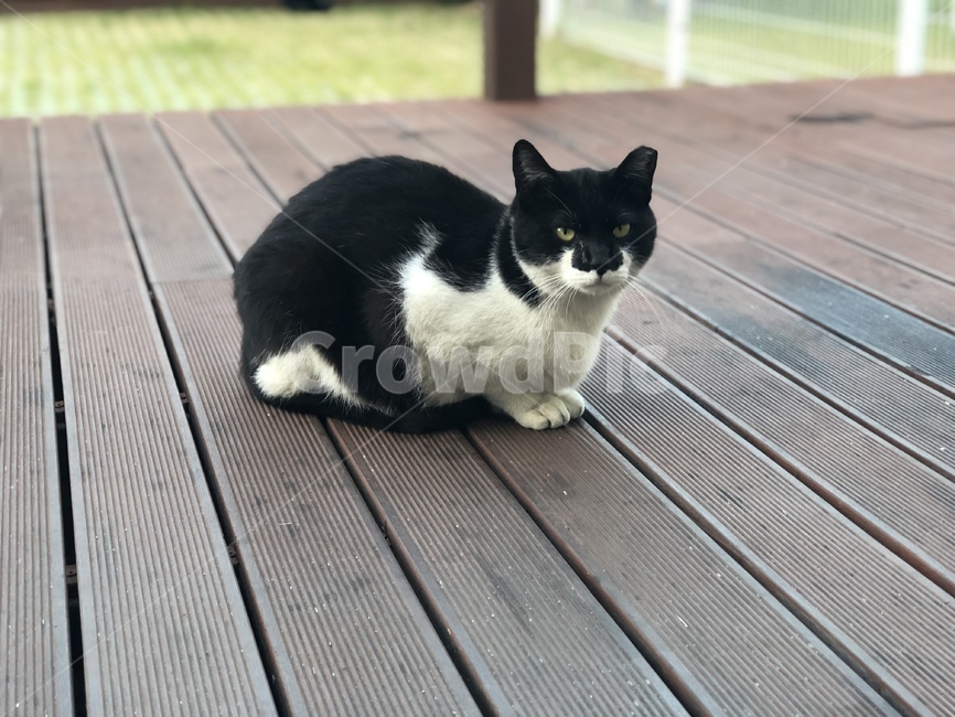 동물,고양이,길고양이,검정색,흰색,동물,animal,포유류,mammal,고양이,cat,kitten,kitty