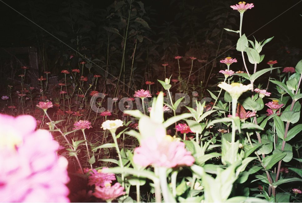 plant,식물,flower,꽃,blossom,밤,night,필름,film,필름사진