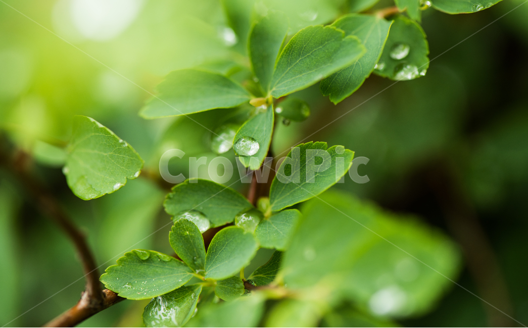 빗방울,나무,자연,잎,초록색,봄,흐림,비,식물,자연,plants,nature,휴식,힐링,rest,relaxation,healing