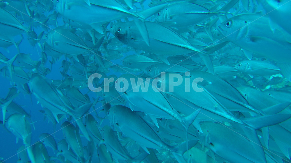 바다,sea,underwater,scuba,scubadiving,skinscuba,스킨스쿠버,스쿠버다이빙,수중사진,수중촬영,물고기떼,fish,fishes,전갱이,잭피쉬,jackfish,동물,animal,어류,물고기,fish