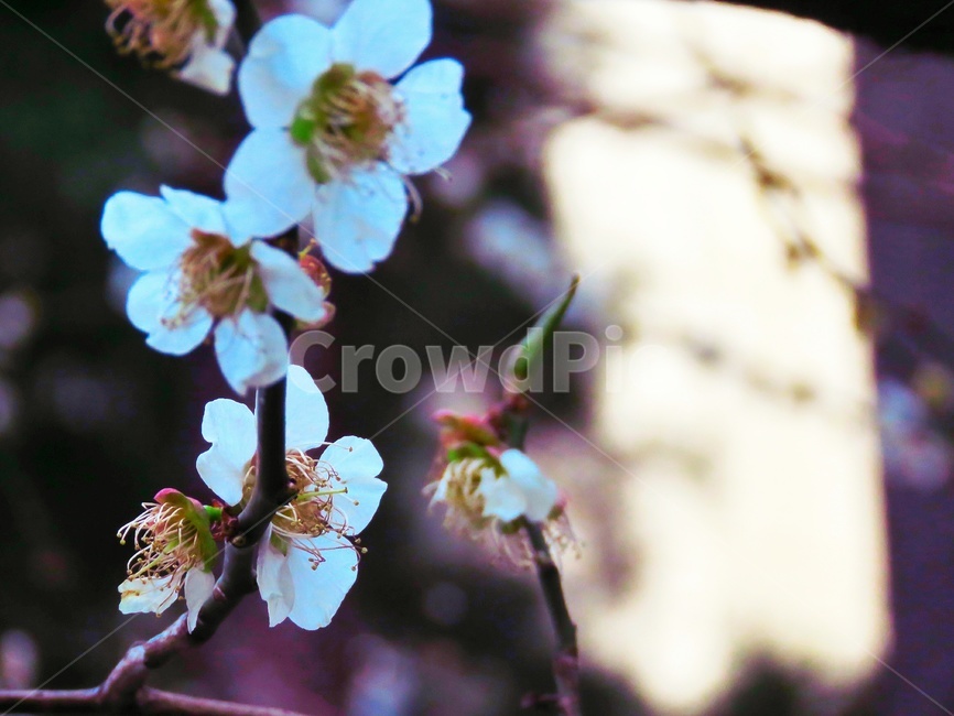 벛꽃,봄,꽃,낮,계절,나들이,봄,계절,spring,season,식물,자연,plants,nature,꽃,flower,plant