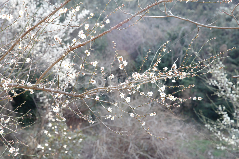 산길,봄,하얀꽃,꽃봉오리,따뜻함