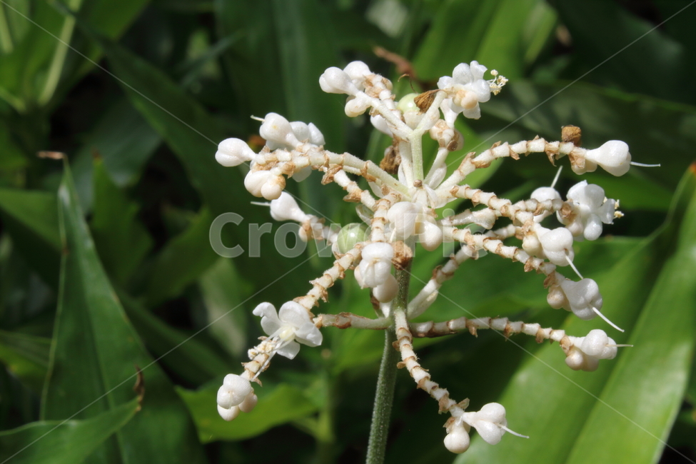 나도생강,꽃,식물,eastasianpollia,자연,식물,자연,plants,nature,꽃,flower