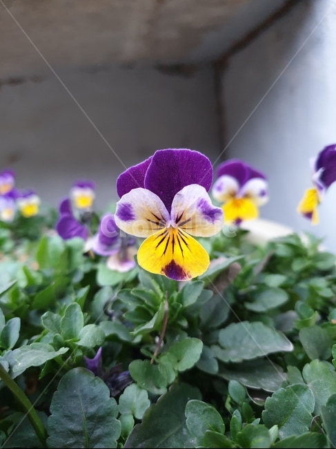 꽃,식물,자연,flower,화초,식물,자연,plants,nature,꽃,flower