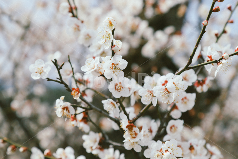 꽃,봄,매화,감성사진,자연,spring,봄,계절,spring,season,식물,자연,plants,nature,꽃,flower,감성,sensible,feeling,plant,blossom
