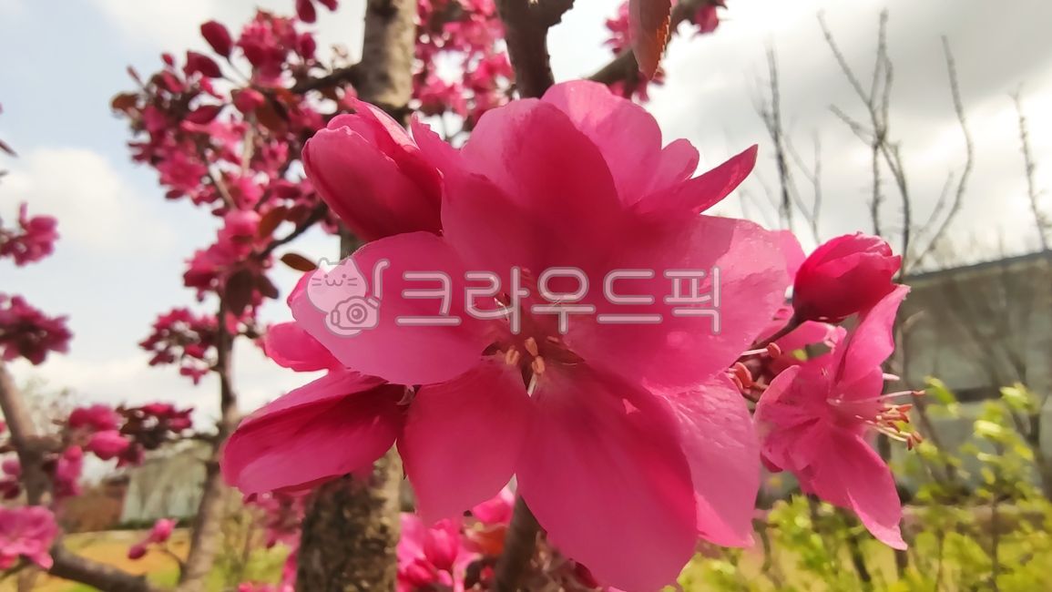 돌사과,꽃사과,사과꽃,꽃사과나무,벚잎꽃사과나무,malusfloribunda,plant,식물,blossom,flower,꽃,petal,꽃잎