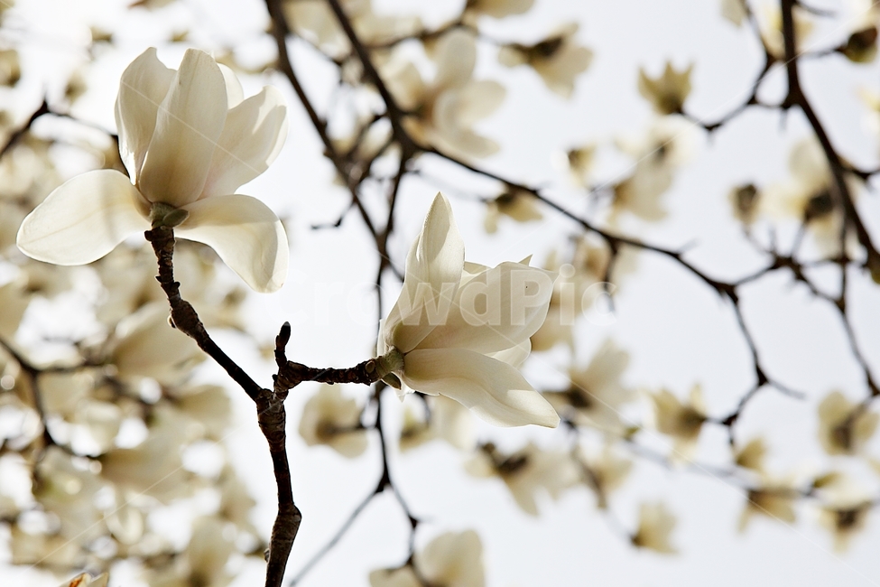 spring flowers,spring,magnolia,nature,plant,magnolia flower,white magnolia,park,flower
