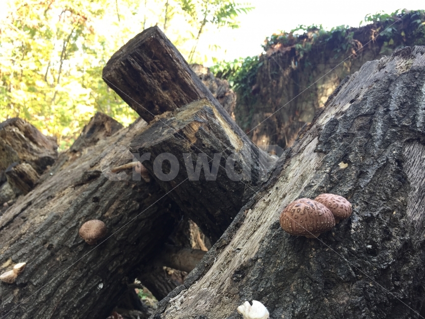 표고버섯,버섯,버섯재배,자연산,자연,버섯,mushroom