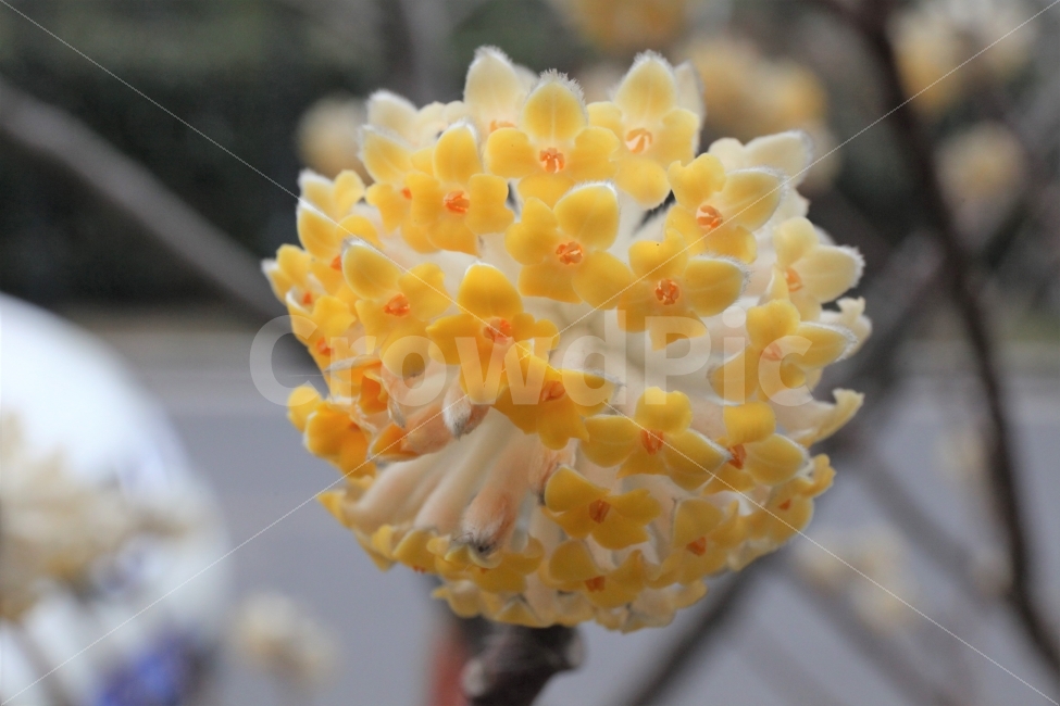접사,꽃,중국,봄,아름다움,식물,자연,plants,nature,꽃,flower
